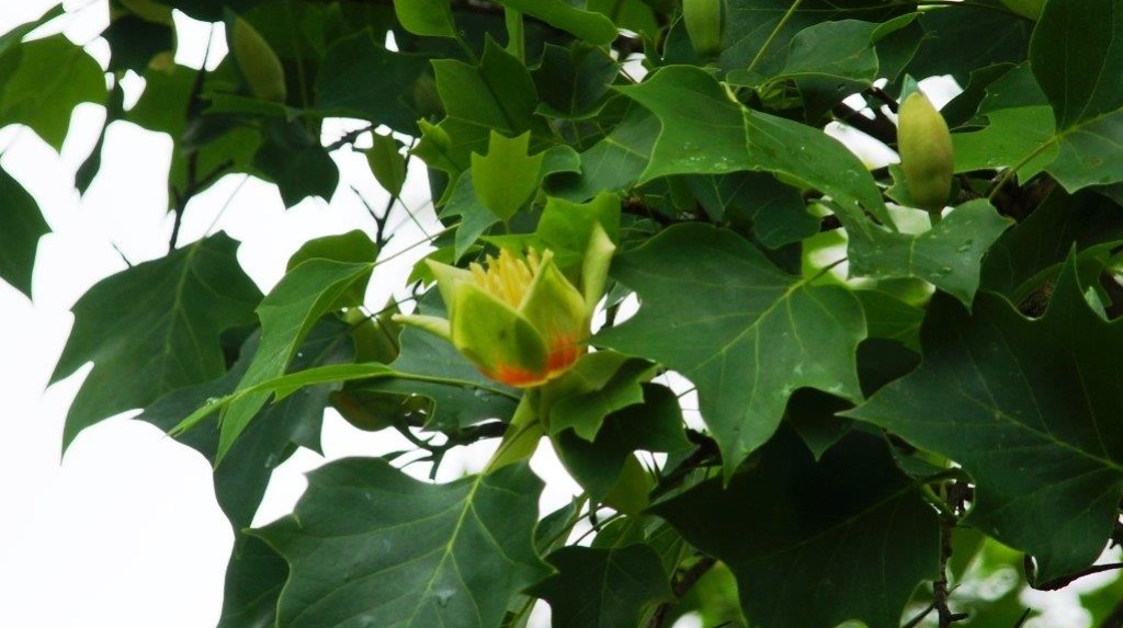 Tulipier (Liriodendron tulipifera)